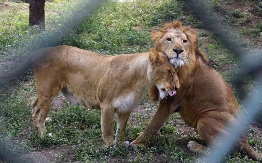 IFS officer suspended who named Sita Akbar for lions