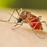 current affairs tamil dengue