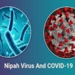nipah virus is more dangerous