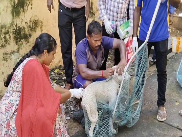 dog that bit 27 people in Royapuram