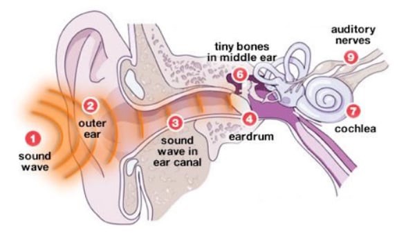 human ear