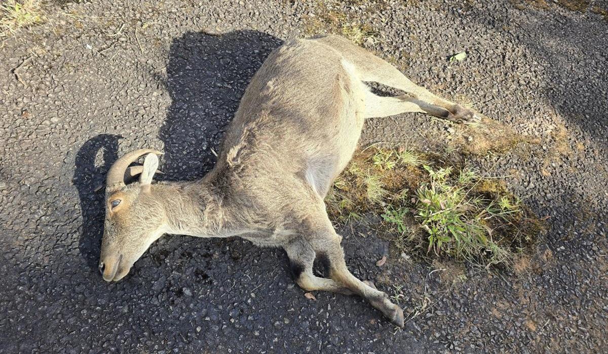 pregnant tahr goat died