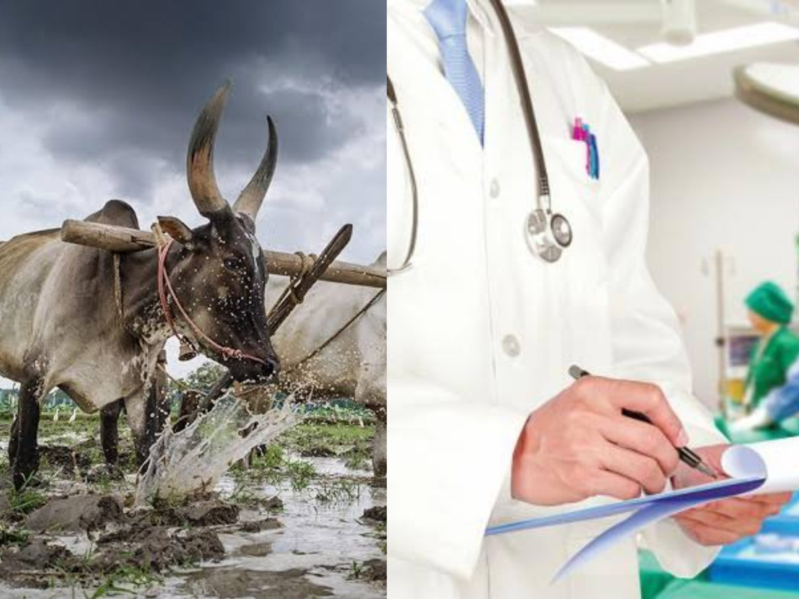 Self-sufficiency in agriculture and medicine