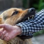 Dog bite vaccination for 9.60 lakh people