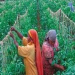 Vine Clips to protect tomatoes